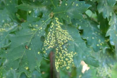 <i>Phylloxera quercus</i>