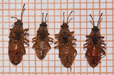 <i>Arocatus roeselii</i>