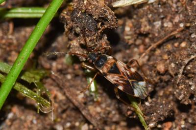 <i>Scolopostethus</i>
