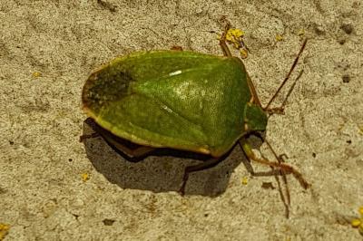 <i>Nezara viridula</i>