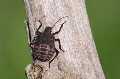 <i>Halyomorpha halys</i>