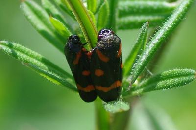 <i>Cercopis intermedia</i>