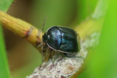 <i>Canthophorus</i>