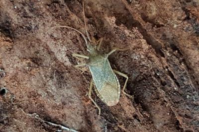 <i>Gonocerus acuteangulatus</i>