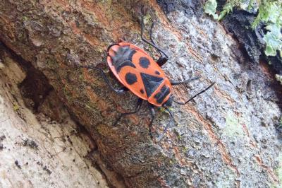<i>Pyrrhocoris apterus</i>