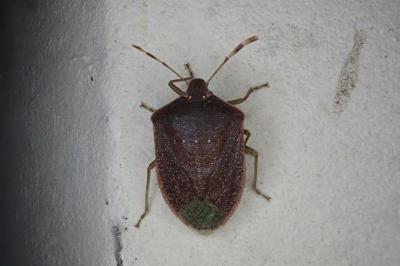 <i>Nezara viridula</i>