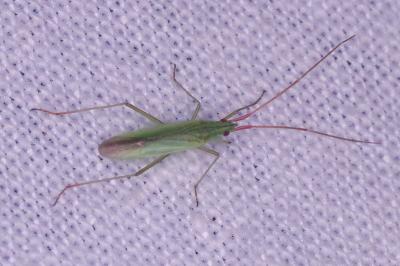 <i>Trigonotylus</i>