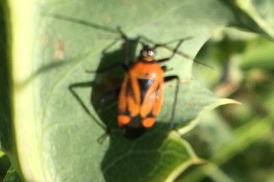 <i>Brachycoleus triangularis</i>