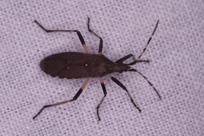 <i>Dicranocephalus agilis</i>