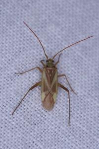 <i>Adelphocoris lineolatus</i>