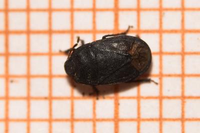 <i>Ochetostethus</i>