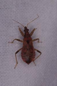 <i>Himacerus mirmicoides</i>