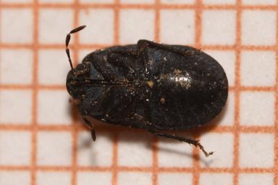 <i>Ochetostethus</i>