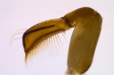 <i>Hesperocorixa sahlbergi</i>