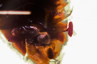 <i>Hesperocorixa sahlbergi</i>