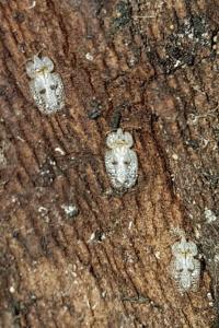 <i>Corythucha ciliata</i>