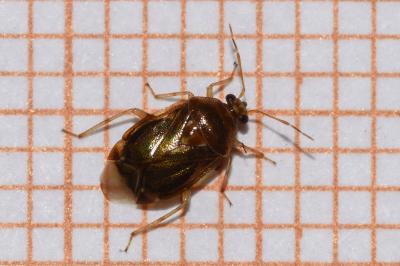 <i>Deraeocoris lutescens</i>