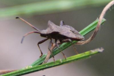 <i>Coreus marginatus</i>
