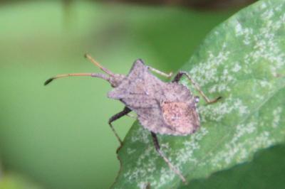 <i>Coreus marginatus</i>