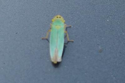<i>Cicadella viridis</i>