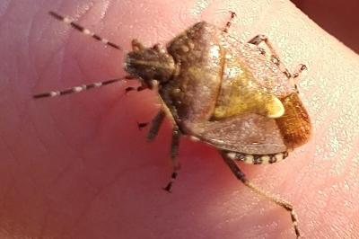 <i>Dolycoris baccarum</i>