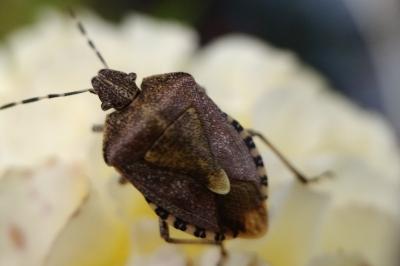 <i>Dolycoris baccarum</i>