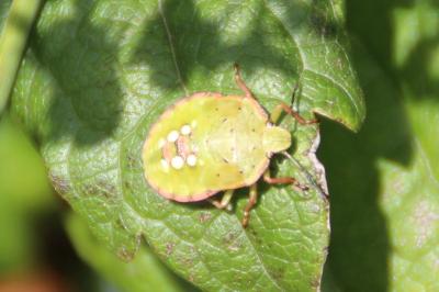 <i>Nezara viridula</i>