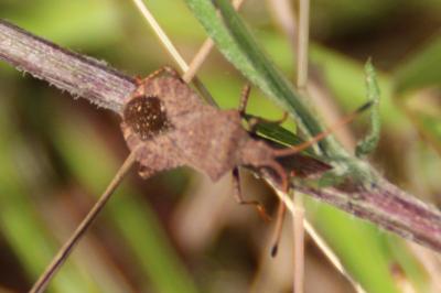 <i>Coreus marginatus</i>