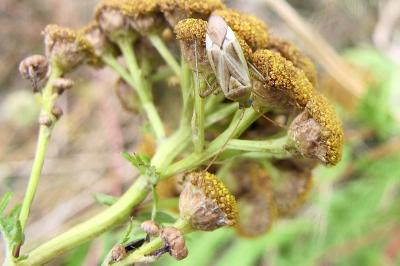 <i>Adelphocoris</i>