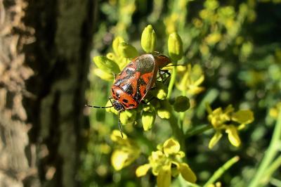 <i>Eurydema ornata</i>