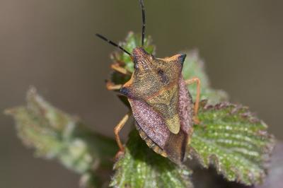 <i>Carpocoris mediterraneus</i>