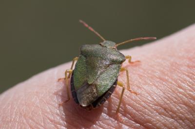 <i>Palomena prasina</i>