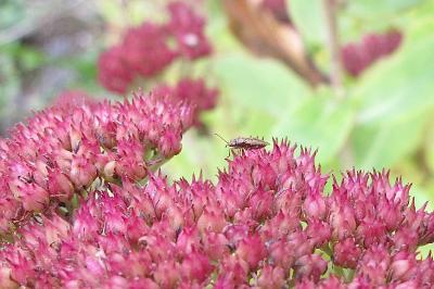 <i>Nysius</i>
