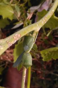 <i>Nezara viridula</i>