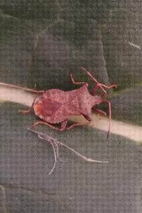 <i>Coreus marginatus</i>