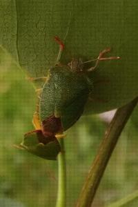 <i>Palomena prasina</i>