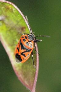 <i>Eurydema ornata</i>