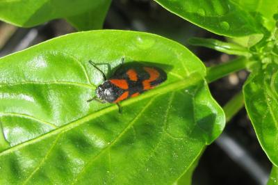 <i>Cercopis vulnerata</i>