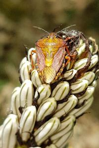 <i>Carpocoris purpureipennis</i>