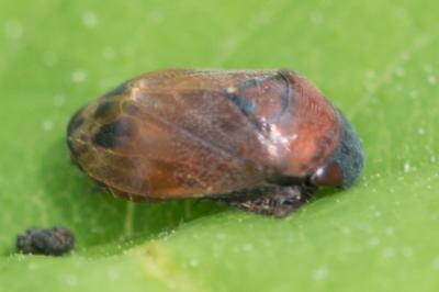 <i>Penthimia nigra</i>
