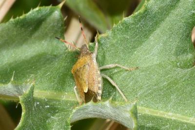 <i>Peribalus strictus</i>
