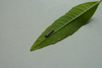 <i>Eurydema ornata</i>