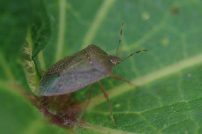 <i>Nezara viridula</i>