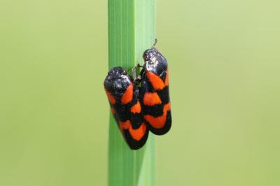 <i>Cercopis vulnerata</i>