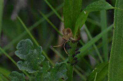 <i>Syromastus rhombeus</i>