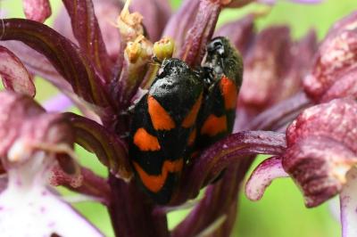 <i>Cercopis vulnerata</i>