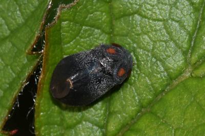 <i>Penthimia nigra</i>