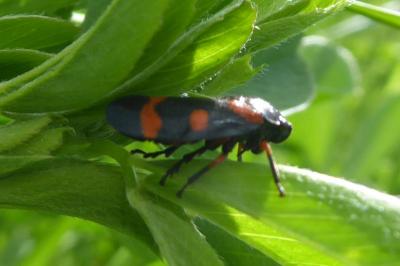 <i>Cercopis intermedia</i>