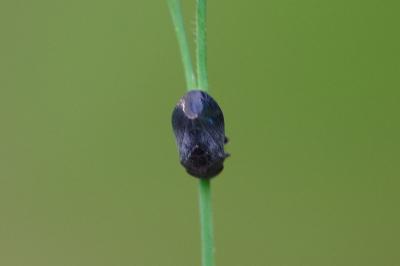 <i>Penthimia nigra</i>