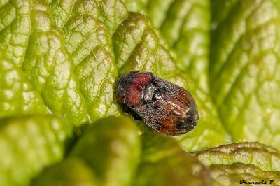 <i>Penthimia nigra</i>